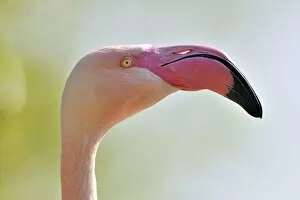 Images Dated 16th April 2011: Chilean Flamingo -Phoenicopterus chilensis-, portrait