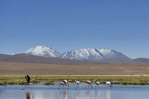 Chilean Flamingos -Phoenicopterus chilensis- at a lake in the highlands, San Pedro de Atacama, Antofagasta Region