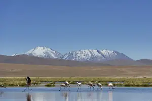 Desolate Prints: Chilean Flamingos -Phoenicopterus chilensis- at a lake in the highlands