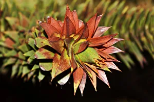 Spermatophyte Gallery: Chilean monkey puzzle tree -Araucaria araucana-, branches