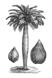 Palm Tree Prints: Chilean wine palm or Chile cocopalm (jubaea spectabilis)