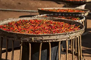 Spice Prints: Chilli -Capsicum sp. -, red chilli peppers drying in the sun