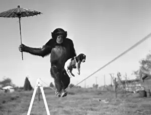 Chimpanzee Prints: Chimp balancing on line with umbrella and puppy