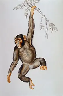 Photodisc Collection Prints: Chimpanzee