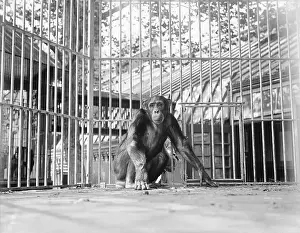 Cage Prints: Chimpanzee in a Cage