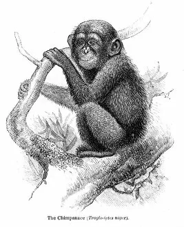 Images Dated 15th April 2017: Chimpanzee engraving 1878