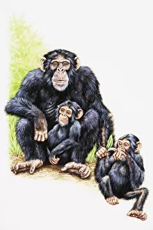 Chimpanzee, mother and two young