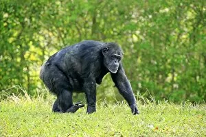 Simiiformes Gallery: Chimpanzee -Pan troglodytes troglodytes-, adult, female, captive, Miami, Florida, USA