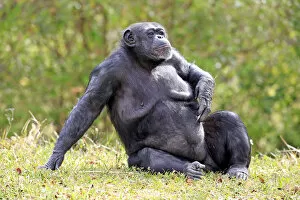 Images Dated 18th March 2013: Chimpanzee -Pan troglodytes troglodytes-, female, captive, Miami, Florida, USA