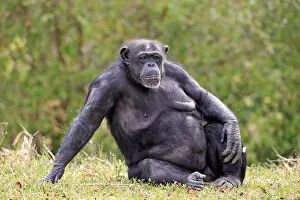 Simiiformes Gallery: Chimpanzee -Pan troglodytes troglodytes-, female, captive, Miami, Florida, USA