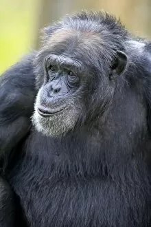 Anthropoidea Gallery: Chimpanzee -Pan troglodytes troglodytes-, male, portrait, captive, Miami, Florida, USA