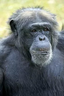 Images Dated 18th March 2013: Chimpanzee -Pan troglodytes troglodytes-, male, portrait, captive, Miami, Florida, USA