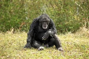 Images Dated 18th March 2013: Chimpanzee -Pan troglodytes troglodytes-, male, captive, Miami, Florida, USA