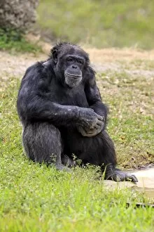 Images Dated 18th March 2013: Chimpanzee -Pan troglodytes troglodytes-, male, captive, Miami, Florida, USA
