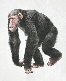 Images Dated 30th March 2006: Chimpanzee, Pan troglodytes, walking on all fours, front view