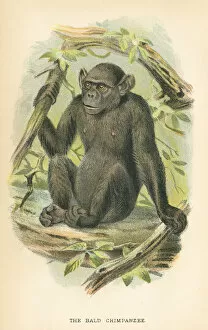Images Dated 9th October 2017: Chimpanzee primate 1894