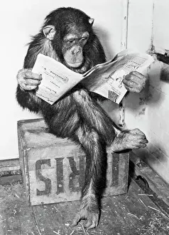 Legs Crossed Prints: Chimpanzee Reading Newspaper