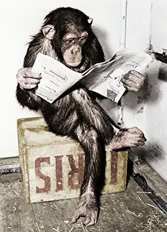 Legs Crossed Prints: Chimpanzee Reading Newspaper