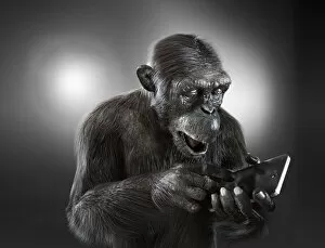 Images Dated 23rd July 2015: Chimpanzee with a smartphone