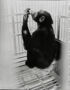 Chimpanzee Prints: Chimpanzee Smoking a Joint in a Cage