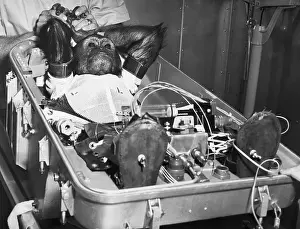 Laboratory Animal Prints: Chimpanzee Strapped in and Wired for Space Exploration