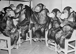 Chimpanzee Prints: Chimpanzees Drinking Milk
