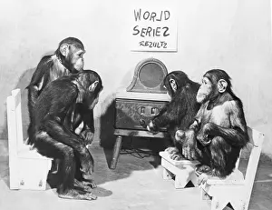 Four Animals Prints: Four Chimpanzees Listening to the World Series