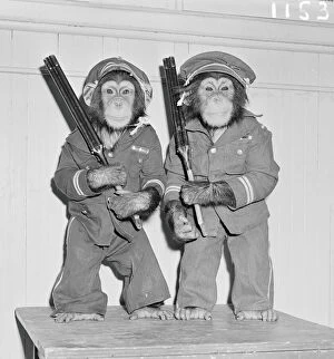 Two Animals Gallery: Chimpanzees as policemen