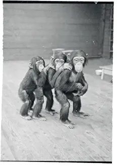 Hamburg Prints: Three Chimpanzees Posing for a Picture