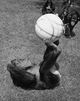 Images Dated 5th April 2019: Chimps Football