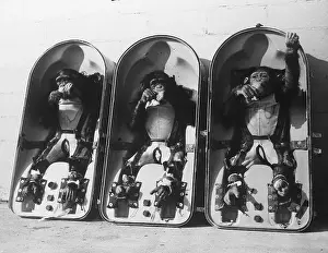 Nasa Prints: Chimps in Space Modules