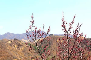 Images Dated 14th April 2012: China, Badaling, view of Great Wall through a tree