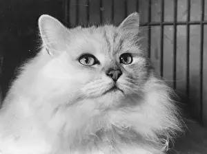 Success Prints: Chinchilla Cat