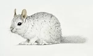 Images Dated 11th May 2006: Chinchilla, Chinchilla lanigera with a thick white fur coat
