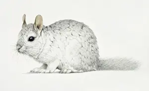 Coat Prints: Chinchilla, Chinchilla lanigera with a thick white fur coat