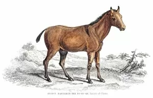 Images Dated 17th June 2015: Chinese donkey 1841