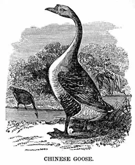 Images Dated 18th June 2015: Chinese Goose engraving 1841