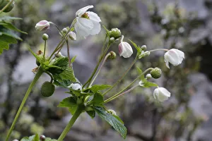 Images Dated 15th July 2012: Chinese or Japanese anemone -Anemone hupehensis-, invasive plant in Hawaii, Big Island