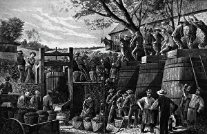 Chinese Laborer Pressing Grapes