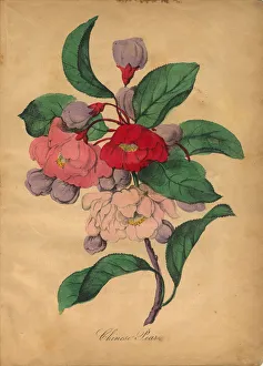 Images Dated 5th July 2016: Chinese Pear Victorian Botanical Illustration