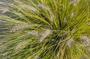 Images Dated 23rd October 2009: Chinese Pennisetum, Dwarf Fountain Grass -Pennisetum alopecuroides Hameln-