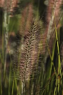 Images Dated 27th August 2012: Chinese pennisetum, Dwarf fountain grass -Pennisetum alopecuroides-, Baden-Wuerttemberg, Germany