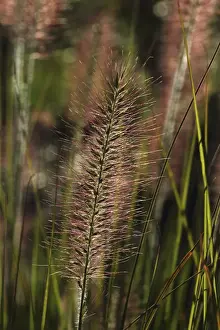 Monocotyledon Prints: Chinese pennisetum, Dwarf fountain grass -Pennisetum alopecuroides