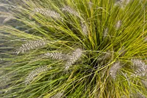 Kind Prints: Chinese Pennisetum, Dwarf Fountain Grass -Pennisetum alopecuroides Hameln-