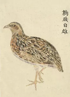 Images Dated 5th June 2011: Chinese Quail, Male