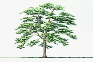 Chinese Red Pine (Pinus tabluliformis)