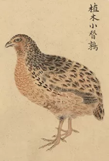 Images Dated 20th May 2011: Chinese Small Garden Tree Quail