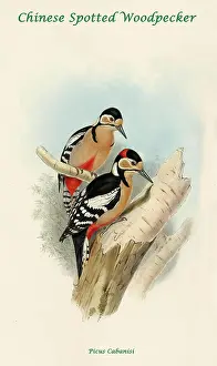 Feathers Prints: Chinese Spotted Woodpecker
