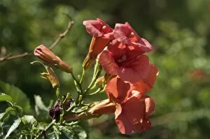 Images Dated 10th September 2011: Chinese Trumpet Vine -Campsis grandiflora-, inflorescence, Leptokaria, Greece, Europe
