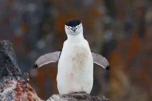 Images Dated 6th December 2009: Chinstrap penguin with a blood stained chest beside a carcass, Antarctica